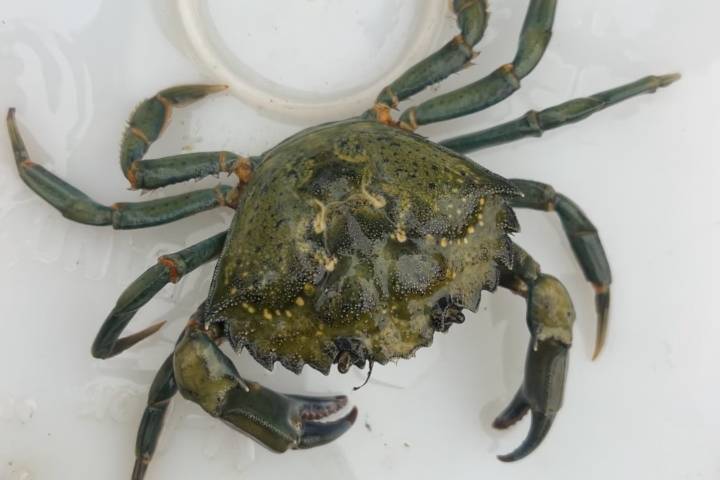 Invasive European green crab threatens Vancouver Island's coast