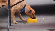 CIBA, sin capacidad para albergar a más perros