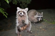 Dear Abby: My neighbor started a wildlife refuge — now our block is crawling with pests