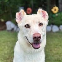Parish shelter pets