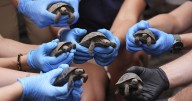Tortoise hatchlings born of century-old parents come out of their shells at Philadelphia Zoo