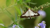 10 Types of Moths: Scratching the Surface of 160K Moth Species