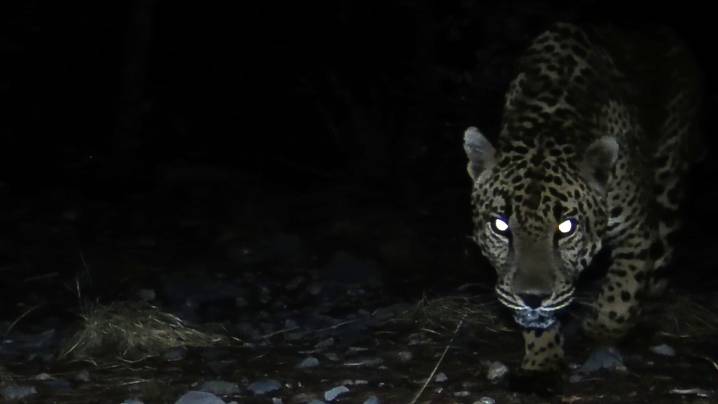 Male jaguar shows up on trail cameras in southern Arizona