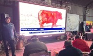 Subastarán más de 200 animales Angus