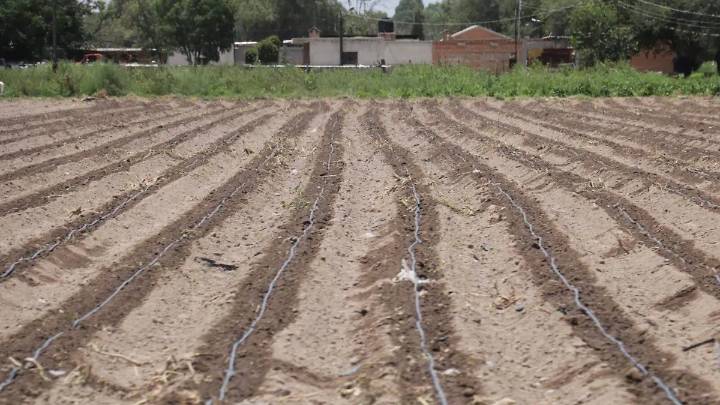 Lluvias favorecen recuperación del campo potosino