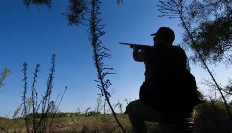 Strong populations, prime conditions set stage for promising dove season