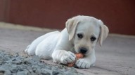 Por qué NO debes darle tomate ni cebolla a tu perro o gato, según veterinarios expertos