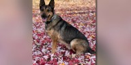 Retired UW-Madison Police K9 dies after brief illness