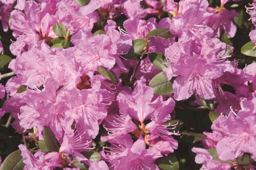 Outdoor plants toxic to household pets