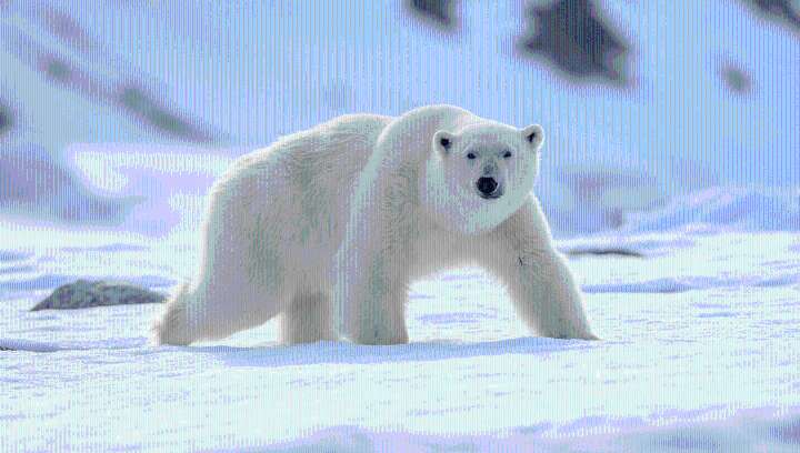 Why Do Polar Bears Have White Fur? Turns Out, They Don’t