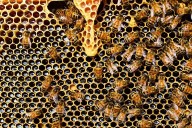 Atenderá la Sader “con mayor rigor” la mortandad de las abejas: Julio Berdegué