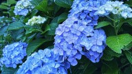 El ingrediente que tienes en tu cocina con el que tus hortensias saldrán de un color azul intenso