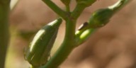 Garden Spot: Checking on the Okra