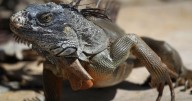 Why iguanas are spreading across South Florida — and what you can do about them