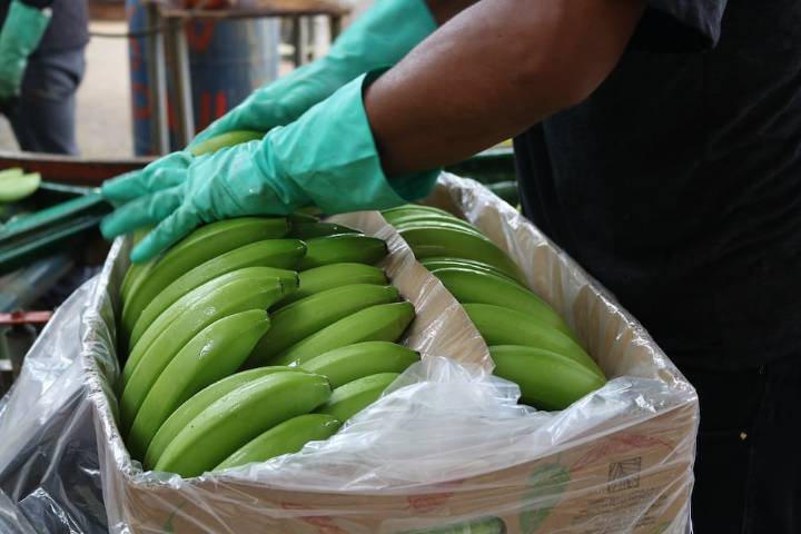 Arancel del 15 % de Estados Unidos encarece $ 1,50 la caja de banano ecuatoriano y lo pone en desventaja frente a sus competidores