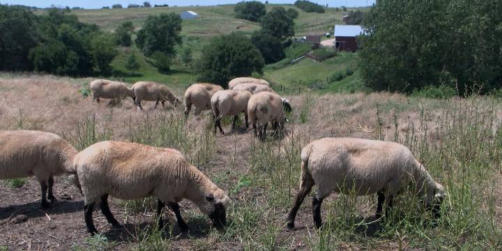 BLM utilizing sheep for fire management in Washoe Valley