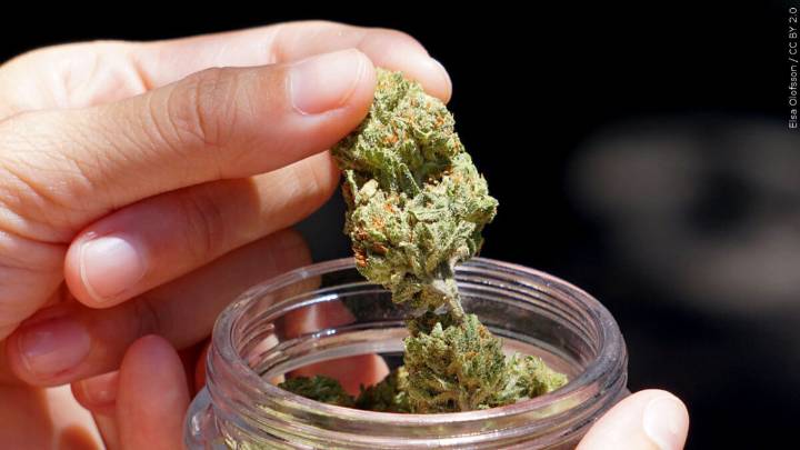 Grand Rapids Among MN Cities Looking at Opening Municipal Cannabis Shop