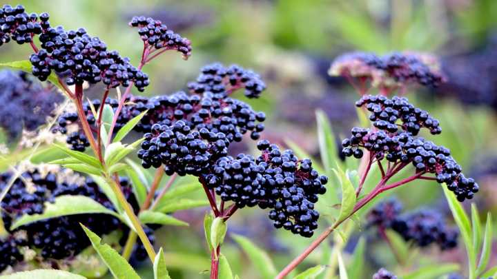 Is It Safe To Eat Raw Elderberries?