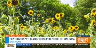 Sikeston sunflower patch aims to inspire seeds of kindness