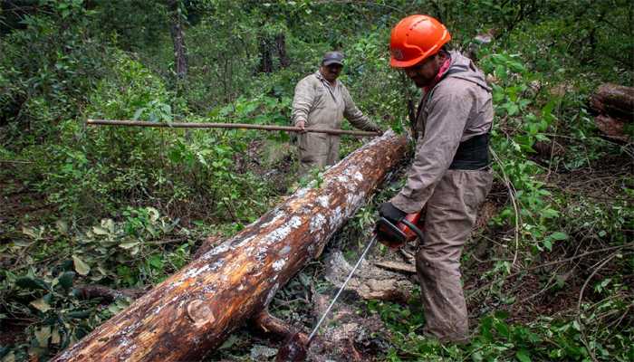 Brigadas intervendrán 34.9 hectáreas del Cerro de Xocotépetl