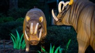 Mesker Park Zoo lights up summer evenings with new event