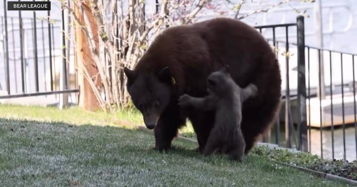 Mother bear, cub in South Lake Tahoe causing concern, debate