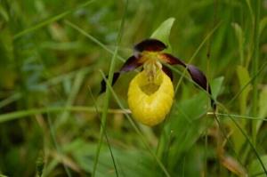 150 species saved in England, but ‘time running out’ to halt decline