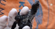¿Misterio de la naturaleza? Descubren crías de tortuga unidas en sitio protegido de Turquía