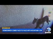 Mountain lion strolls through front door of SoCal home