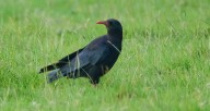 Historic Moment as Red-Billed Bird Takes to the Skies for First Time in 200 Years–A Win for Chough Species in England