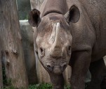 Michigan zoo’s rare black rhino dies after illness: ‘She will never be forgotten’