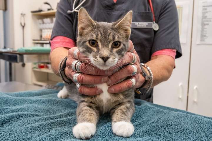 B.C.'s veterinary college says it risks insolvency in 2026 if fees don't increase