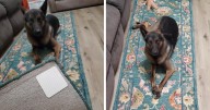 Your Daily Annoyances Are No Match For These 20 Clever Finds Under $20