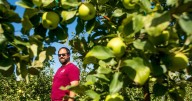 HARVEST: Local apple growers face market, workforce challenges