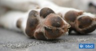 Vecinos denuncian masiva matanza de perros por envenenamiento en Los Ángeles y Yumbel