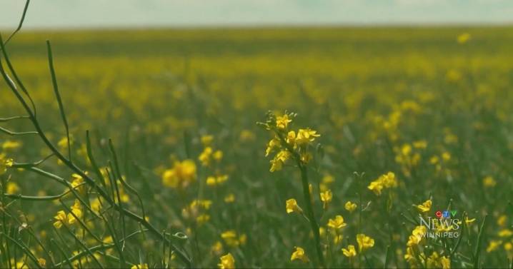 Canadian farmers reel as canola tariffs begin