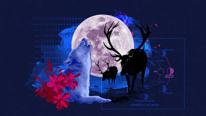 Full moon calendar 2025: when is the next full moon?