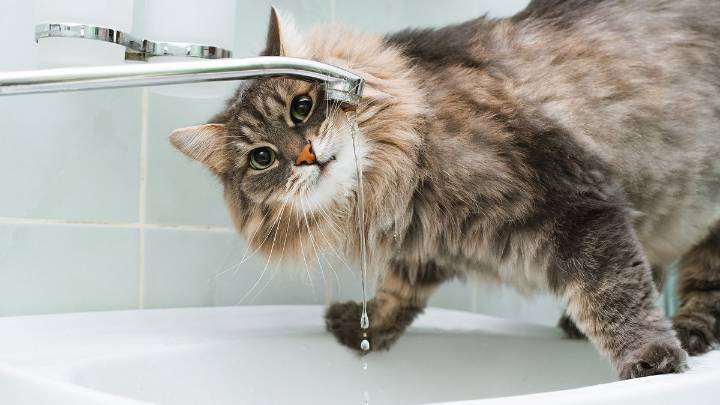 Why Is My Cat Drinking So Much Water?