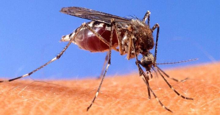 West Nile virus mosquito found in West Baton Rouge Parish