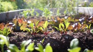 The Common Mistake To Avoid When Using Coffee Grounds As Fertilizer In The Garden