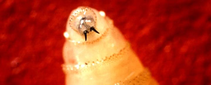 Rare, Flesh-Eating Parasite Confirmed in US For First Time in Decades