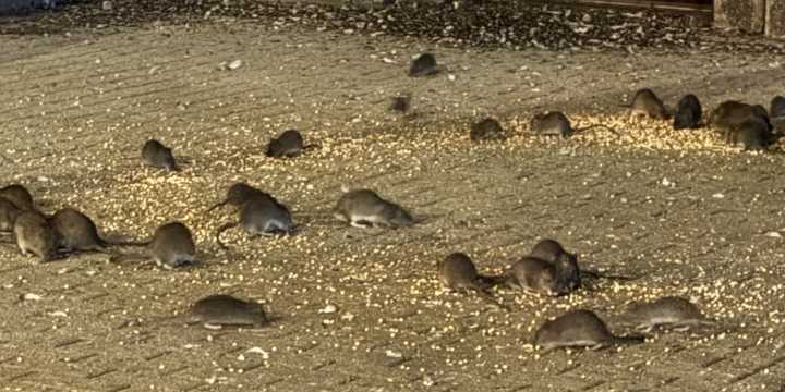 The Rat Swarm of West 96th Street: ‘I’m Beyond Horrified’