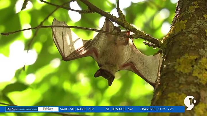 Health department offers advice on handling bats in homes