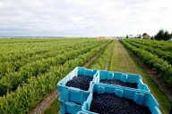 Perú refuerza liderazgo mundial en arándanos con estrategias fitosanitarias