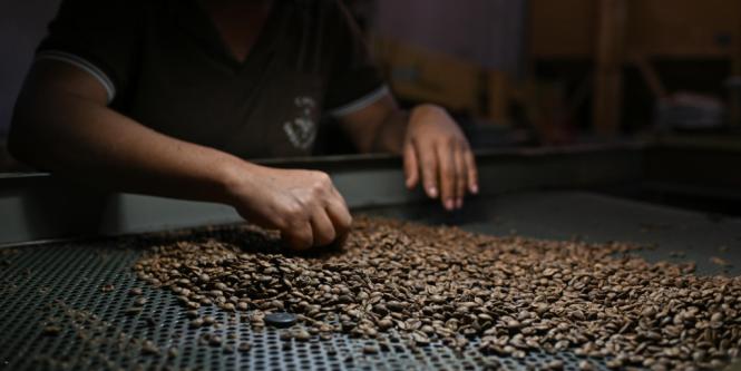 Café: Brasil no ve opción en China para cubrir demanda en EE. UU.