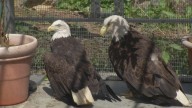 Beloved bald eagle Victoria dies, leaving enduring legacy