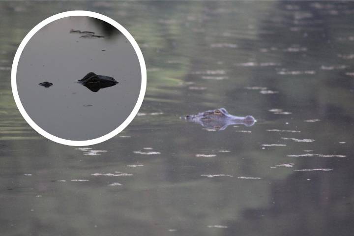 Hudson Angler Hooks Surprise Alligator Instead Of Bass