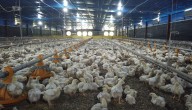 Controversia por sacrificio por orden del ICA de 35.680 aves reproductoras supuestamente sanas