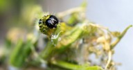 Invasive box tree moth doing "serious damage" to common shrubs on Cape Cod, county says