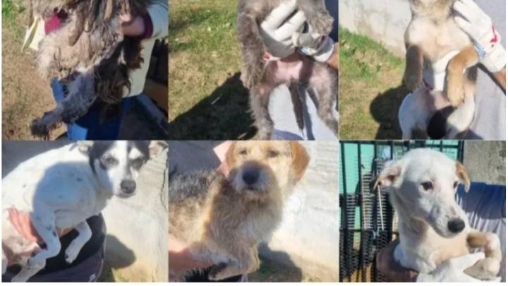 Rescataron 17 perros que sobrevivían en una casa abandonada